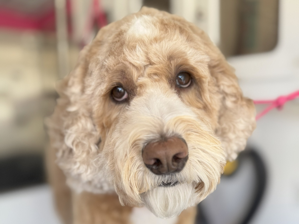 Close-up portrait of a beautifully groomed apricot Goldendoodle with soft, expressive brown eyes and a perfectly styled teddy bear face inside Bow Tie's mobile grooming van during an at-home grooming appointment in Willow Bend, Plano, TX. The dog's fluffy curls are freshly brushed and expertly shaped, showcasing the precision and care of Bow Tie's Mobile Dog Grooming service. The cream-colored muzzle and chest contrast warmly with the golden apricot coat, highlighting the detailed face trim and breed-specific styling. A pink grooming loop is visible in the background, along with the professional mobile salon interior. Depending on the grooming package you choose, Bow Tie's dog grooming service includes a luxurious bath, blow-dry, brush-outs, deshedding, dematting, custom haircut, nail trim, ear cleaning, teeth brushing, spa upgrades to address your pup's unique needs, and a complimentary PETCHECK wellness scan — all delivered with gentle handling and sanitized tools at your doorstep in Frisco, McKinney, Plano, Prosper, and The Colony.