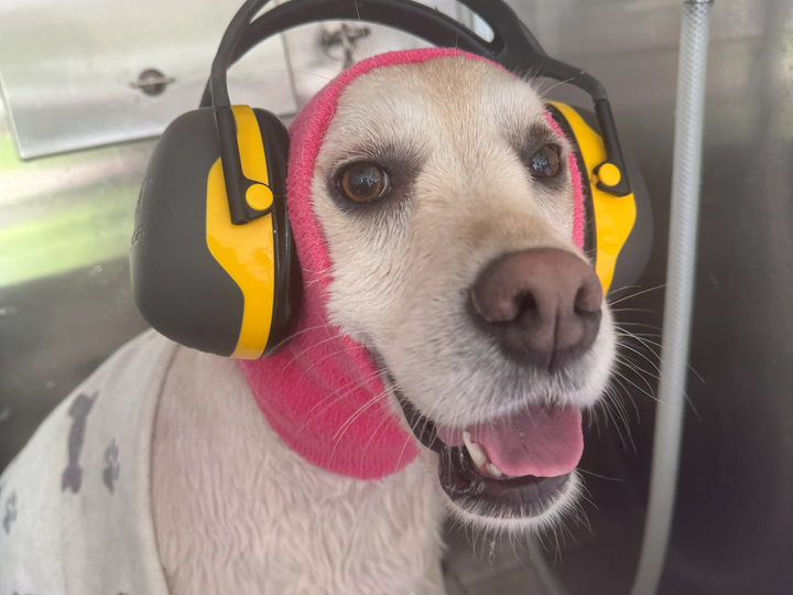 Senior Labrador receiving a gentle comfort groom with noise-canceling ear protection