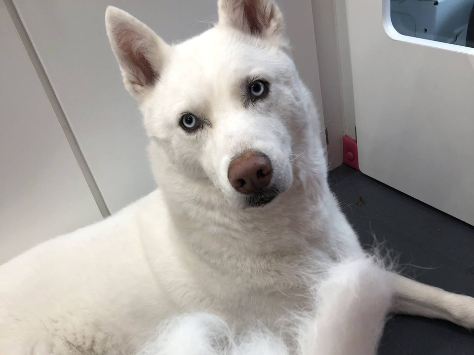 A beautiful all-white Siberian Husky with striking pale blue eyes relaxes on the floor of Bow Tie's mobile grooming van after a color enhancement treatment during an at-home grooming appointment in Cascades at The Colony, The Colony, TX. The dog's pristine white coat appears bright, clean, and radiant — showcasing the whitening effects of Bow Tie's Color Enhancement treatment. The stainless steel walls and pink accents of the professional mobile salon are visible in the background. Bow Tie's Color Enhancement uses a safe, non-toxic formula that lifts dullness and revives natural color, whitens whites and boosts depth on dark and tri-color coats, and adds shine that's never greasy or weighed down. The pH-balanced treatment is safe to use as needed, delivering brighter whites, deeper darks, and radiant shine. This add-on is available with any grooming appointment throughout Frisco, McKinney, Plano, Prosper, and The Colony.