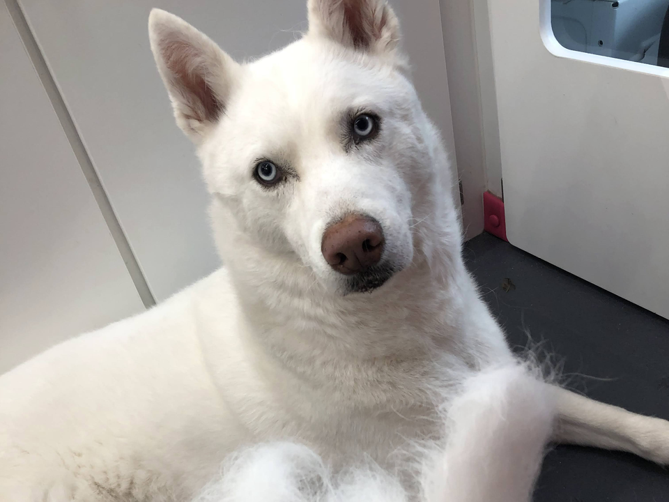 A beautiful all-white Siberian Husky with striking pale blue eyes relaxes on the floor of Bow Tie's mobile grooming van after a color enhancement treatment during an at-home grooming appointment in Cascades at The Colony, The Colony, TX. The dog's pristine white coat appears bright, clean, and radiant — showcasing the whitening effects of Bow Tie's Color Enhancement treatment. The stainless steel walls and pink accents of the professional mobile salon are visible in the background. Bow Tie's Color Enhancement uses a safe, non-toxic formula that lifts dullness and revives natural color, whitens whites and boosts depth on dark and tri-color coats, and adds shine that's never greasy or weighed down. The pH-balanced treatment is safe to use as needed, delivering brighter whites, deeper darks, and radiant shine. This add-on is available with any grooming appointment throughout Frisco, McKinney, Plano, Prosper, and The Colony.
