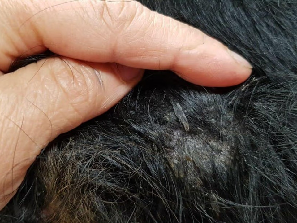 Close-up of a groomer's fingers parting a black-coated dog's fur to reveal dry, flaky skin with visible dandruff and scaling — exactly the type of condition that benefits from Bow Tie's Conditioning Oatmeal Scrub treatment. The image shows the telltale signs of skin dryness: white flakes clinging to the dark fur and irritated skin beneath, common symptoms of seasonal dryness, eczema, or flea-bite irritation that cause persistent itching and discomfort. This skin assessment was performed during a grooming appointment in the Tribute neighborhood, The Colony, TX. Bow Tie's Conditioning Oatmeal Scrub uses colloidal oatmeal and aloe to instantly calm itch and redness, while a gentle exfoliating scrub lifts flakes and dander. The treatment soothes hot spots and restores the moisture barrier to help reduce inflammation. This add-on pairs perfectly with Hypoallergenic Shampoo and is available with any grooming appointment throughout Frisco, McKinney, Plano, Prosper, and The Colony.