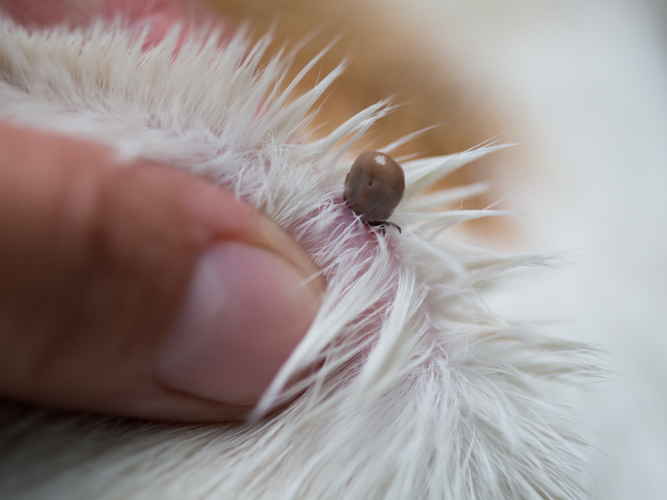 Close-up of a groomer's fingers parting a dog's white and tan fur to reveal an engorged tick attached to the skin during a coat inspection at a grooming appointment in Willow Bend, Plano, TX. The small, round brown tick is clearly visible against the pink skin, illustrating exactly why regular flea and tick checks are essential — especially for adventure pups and yard rompers in North Texas. Bow Tie's Flea & Tick Relief treatment includes a fast-acting medicated bath that eliminates fleas and ticks, a skin-soothing rinse to calm irritation and itching, a thorough fine-tooth comb and blow-out to lift pests and debris, plus a post-bath coat check with at-home care tips. This add-on treatment pairs perfectly with your vet's prevention plan and is available with any grooming appointment throughout Frisco, McKinney, Plano, Prosper, and The Colony.