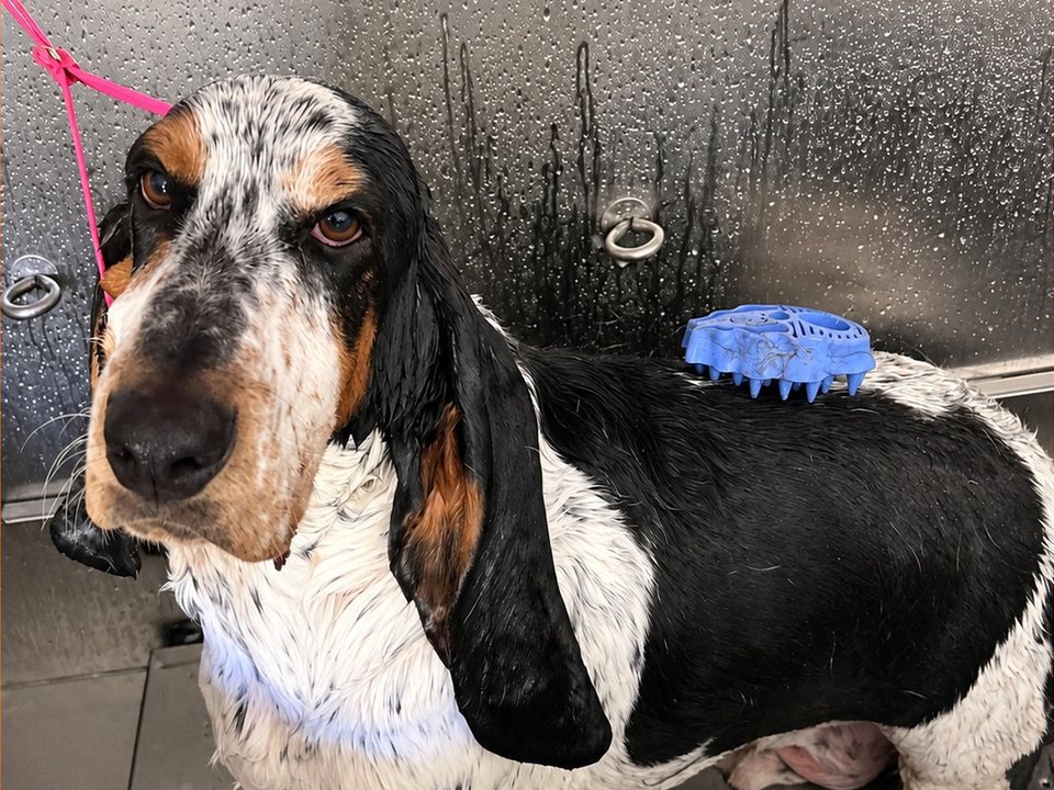 A wet Basset Hound standing in the stainless steel tub inside Bow Tie's mobile grooming van, a rubber bath brush resting on his back mid-bath.