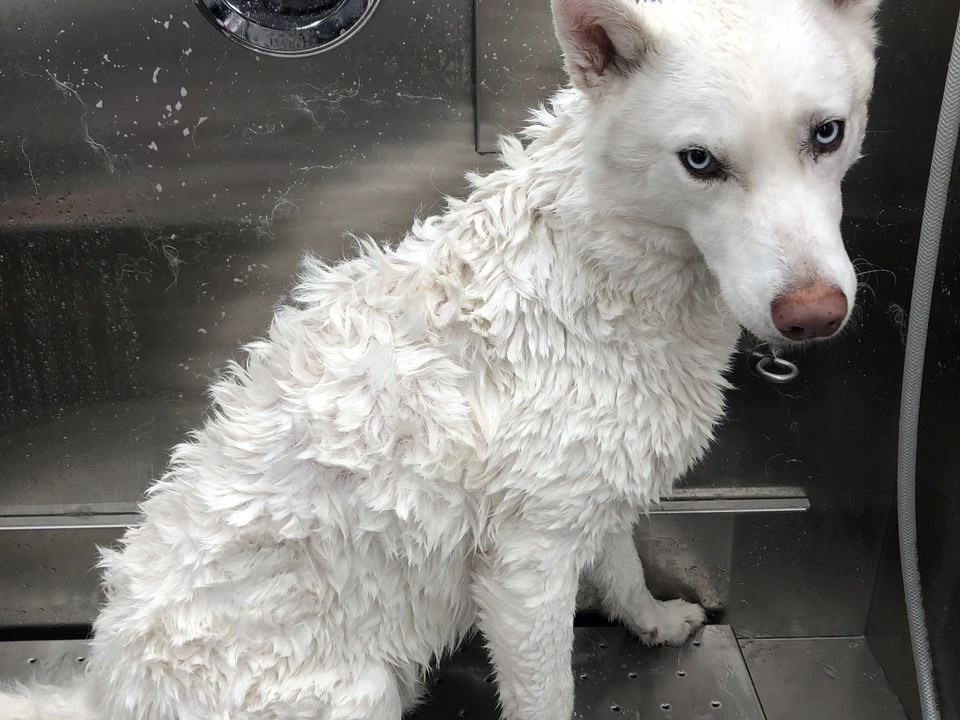A stunning all-white Siberian Husky with piercing pale blue eyes sits calmly in the stainless steel bathing station inside Bow Tie's mobile grooming van during a skin and coat treatment appointment in Richwoods, Frisco, TX. The dog's thick double coat is freshly bathed and still damp, with the wet fur creating beautiful waves and texture that showcase the luxurious density of the breed's plush coat. Water droplets glisten on the stainless steel walls behind the husky, reflecting the thorough cleansing process. The dog's serene expression demonstrates the calm, stress-free environment of Bow Tie's one-on-one mobile grooming experience. Skin and coat treatments like deep conditioning, coat brightening, hypoallergenic shampoo, oatmeal scrubs, and keratin treatments help restore shine, soothe irritated skin, and enhance coat health — all available as add-ons to any dog grooming appointment throughout Frisco, McKinney, Plano, Prosper, and The Colony.