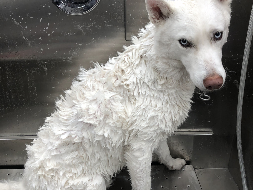 A stunning all-white Siberian Husky with piercing pale blue eyes sits calmly in the stainless steel bathing station inside Bow Tie's mobile grooming van during a skin and coat treatment appointment in Richwoods, Frisco, TX. The dog's thick double coat is freshly bathed and still damp, with the wet fur creating beautiful waves and texture that showcase the luxurious density of the breed's plush coat. Water droplets glisten on the stainless steel walls behind the husky, reflecting the thorough cleansing process. The dog's serene expression demonstrates the calm, stress-free environment of Bow Tie's one-on-one mobile grooming experience. Skin and coat treatments like deep conditioning, coat brightening, hypoallergenic shampoo, oatmeal scrubs, and keratin treatments help restore shine, soothe irritated skin, and enhance coat health — all available as add-ons to any dog grooming appointment throughout Frisco, McKinney, Plano, Prosper, and The Colony.