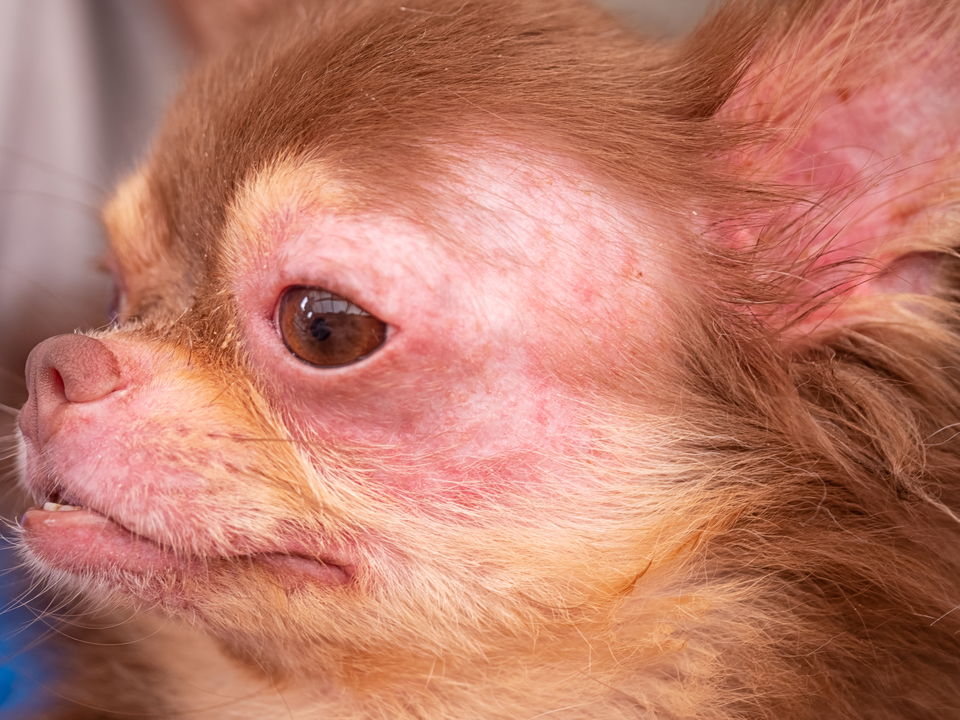 Close-up of a long-haired Chihuahua's face showing visible signs of skin sensitivity and irritation — exactly the type of condition that benefits from Bow Tie's Hypoallergenic Shampoo treatment. The dog's delicate facial skin displays redness and inflammation around the eyes, muzzle, and forehead, common symptoms of allergies, environmental sensitivities, or reactions to harsh grooming products. This image illustrates why allergy-prone and sensitive-skinned pets in Lakes of Prosper, Prosper, TX need specialized care. Bow Tie's Hypoallergenic Shampoo features a gentle, tearless formula that soothes irritated skin without triggering allergies. The treatment is free from sulfates, parabens, fragrance, and dyes, with a pH-balanced formula safe for dogs and cats that rinses clean with no residue. Jojoba oil deeply moisturizes to stop flaking and reduce dander. This specialized add-on is available with any grooming appointment throughout Frisco, McKinney, Plano, Prosper, and The Colony.