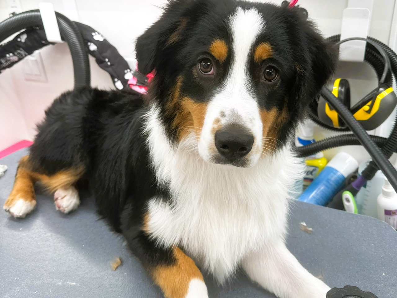 Dog keratin treatment (to repair damaged hair and restore a silky, shiny coat) inside Bow Tie Mobile Pet Spa, Prosper TX