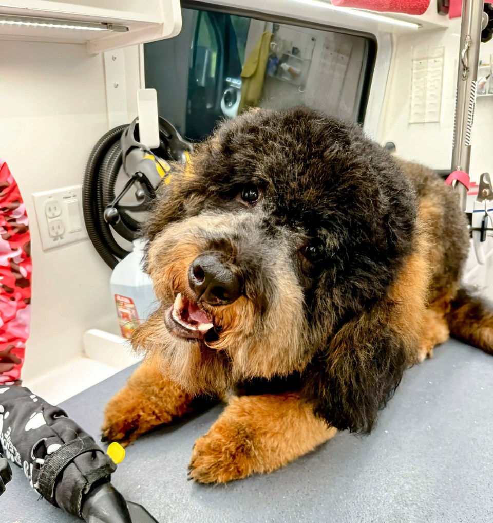 A large, fluffy Doodle with a gorgeous black and tan phantom coat relaxes contentedly on the non-slip grooming table inside Bow Tie's mobile grooming van after a keratin treatment during an at-home appointment in Estates of Forest Creek, Plano, TX. The happy pup's thick, curly coat appears soft and beautifully conditioned, with the dark chocolate and rich caramel tones gleaming under the salon lighting. The dog lies comfortably with paws crossed, mouth open in a relaxed smile, showcasing the calm, stress-free environment of Bow Tie's one-on-one mobile grooming experience. Professional grooming equipment including a high-velocity dryer and pink camouflage accessories are visible in the background. Bow Tie's Keratin Treatment uses a premium keratin complex that smooths frizz and helps repair damage, strengthens hair to prevent breakage and tangling, and adds softness with a mirror-like shine that turns heads. The anti-humidity finish helps results last between grooms — perfect for long-coated, frizzy, or damaged coats. This add-on is available with any grooming appointment throughout Frisco, McKinney, Plano, Prosper, and The Colony.