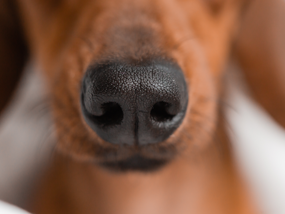 A close-up of a dog's healthy, well-moisturized black nose showing the detailed texture of the nose leather — the perfect example of what Bow Tie's Nose Butter treatment helps maintain. The dog's dark, slightly moist nose displays the characteristic bumpy rhinarium texture, with the warm brown and white fur of what appears to be a Beagle softly blurred in the background. This image showcases the kind of soft, supple nose that regular nose care promotes, especially important for pets in Whitley Place, Prosper, TX where hot Texas summers and dry winters can cause cracking and discomfort. Bow Tie's Nose Butter uses nourishing natural oils and butters to soften and condition dry noses, helps prevent cracking, dryness, and flaking, and creates a protective barrier against windburn and heat. The lick-safe formula features gentle, soothing properties that keep noses soft, protected, and comfortable. This add-on is available with any grooming appointment throughout Frisco, McKinney, Plano, Prosper, and The Colony.