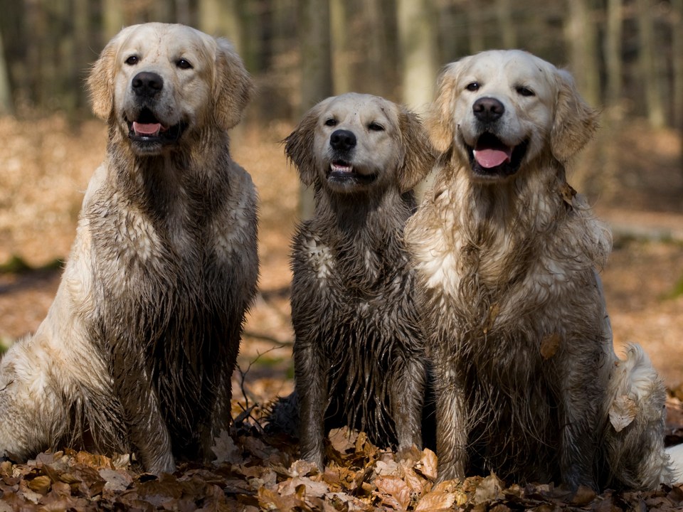 Three happy Golden Retrievers sit together, completely covered in mud from chest to paw after an adventurous romp through the woods — the perfect candidates for Bow Tie's Odor Terminator treatment. Their cream-colored coats are caked with dark mud and debris, with tongues out and tails wagging despite being absolutely filthy. This image captures exactly why North Texas pet parents in neighborhoods like Stonebridge Ranch, McKinney, TX need a powerful odor solution for their adventure-loving pups. Bow Tie's Odor Terminator uses a fast-acting enzyme formula that breaks down odor molecules at the source — it doesn't just mask odors but targets stubborn smells, even skunk spray. The treatment includes a pre-soak and thorough rinse that pulls odor from both coat and undercoat, with a moisture-balancing finish to keep skin comfortable. This add-on is available with any grooming appointment throughout Frisco, McKinney, Plano, Prosper, and The Colony.