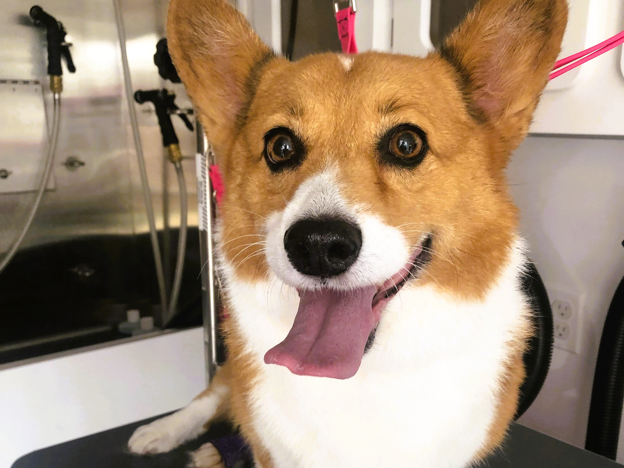 Corgi is being treated with protein (Pro-Vitamin B5 to restore coat shine, strength, and flexibility) inside Bow Tie Mobile Pet Spa in Frisco, TX