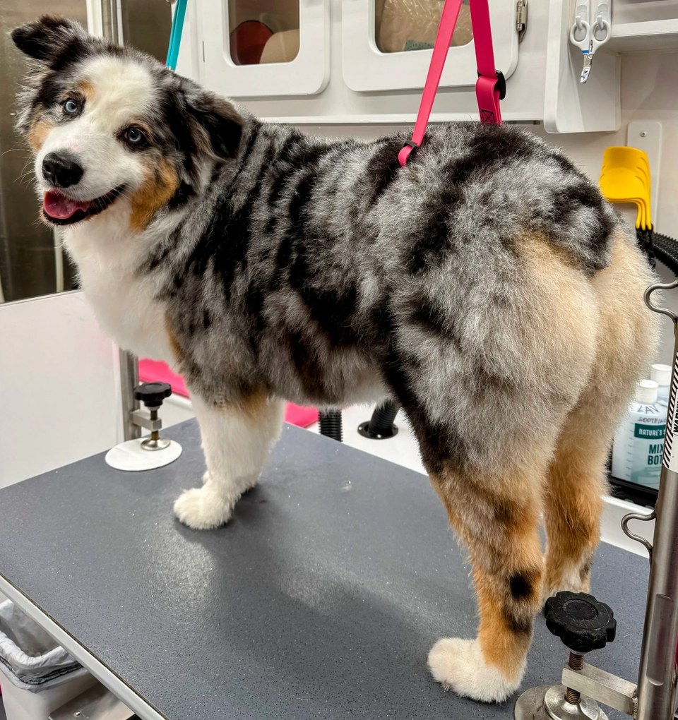 A stunning blue merle Australian Shepherd stands proudly on the non-slip grooming table inside Bow Tie's mobile grooming van after a protein treatment during an at-home grooming appointment in Hills of Kingswood, Frisco, TX. The dog's striking coat displays the classic merle pattern — a beautiful mix of silvery gray, black patches, and warm copper accents on the face and legs — all gleaming with restored color vibrancy and healthy shine. The pup's pale blue eyes and happy expression showcase the calm, relaxed atmosphere of Bow Tie's one-on-one mobile grooming experience. A pink safety harness and turquoise grooming loop keep the dog secure, while professional grooming products and equipment are visible in the background. Bow Tie's Protein Treatment helps restore color vibrancy and healthy shine, adds elasticity to reduce breakage, and uses a lightweight formula that keeps coats fluffy and bouncy — never flat or greasy. The treatment also makes brushing easier and eliminates flyaway static, perfect for dull, color-faded, or brittle coats. This add-on is available with any grooming appointment throughout Frisco, McKinney, Plano, Prosper, and The Colony.